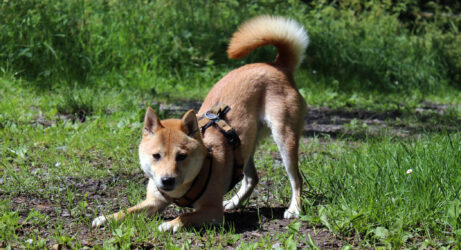 Hundetrainer als letzte Option?