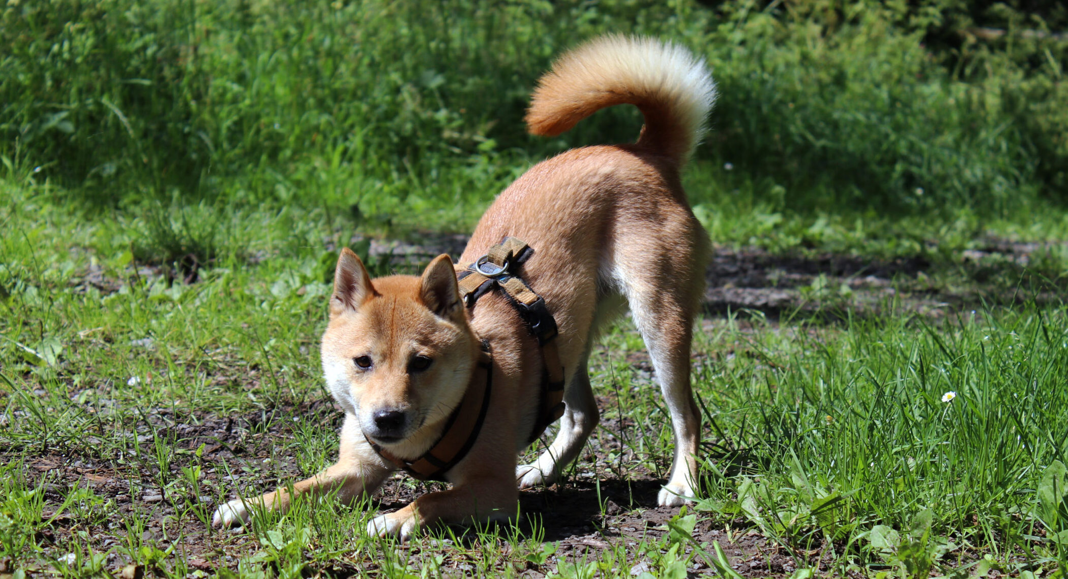Du betrachtest gerade Hundetrainer als letzte Option?
