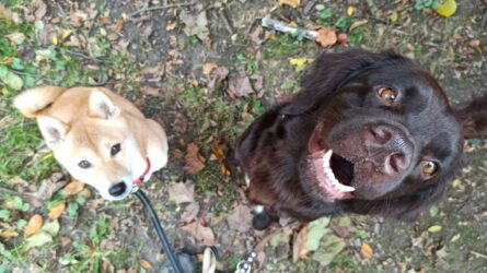 Du willst diesmal alles richtig machen? – Über Perfektion im Hundetraining