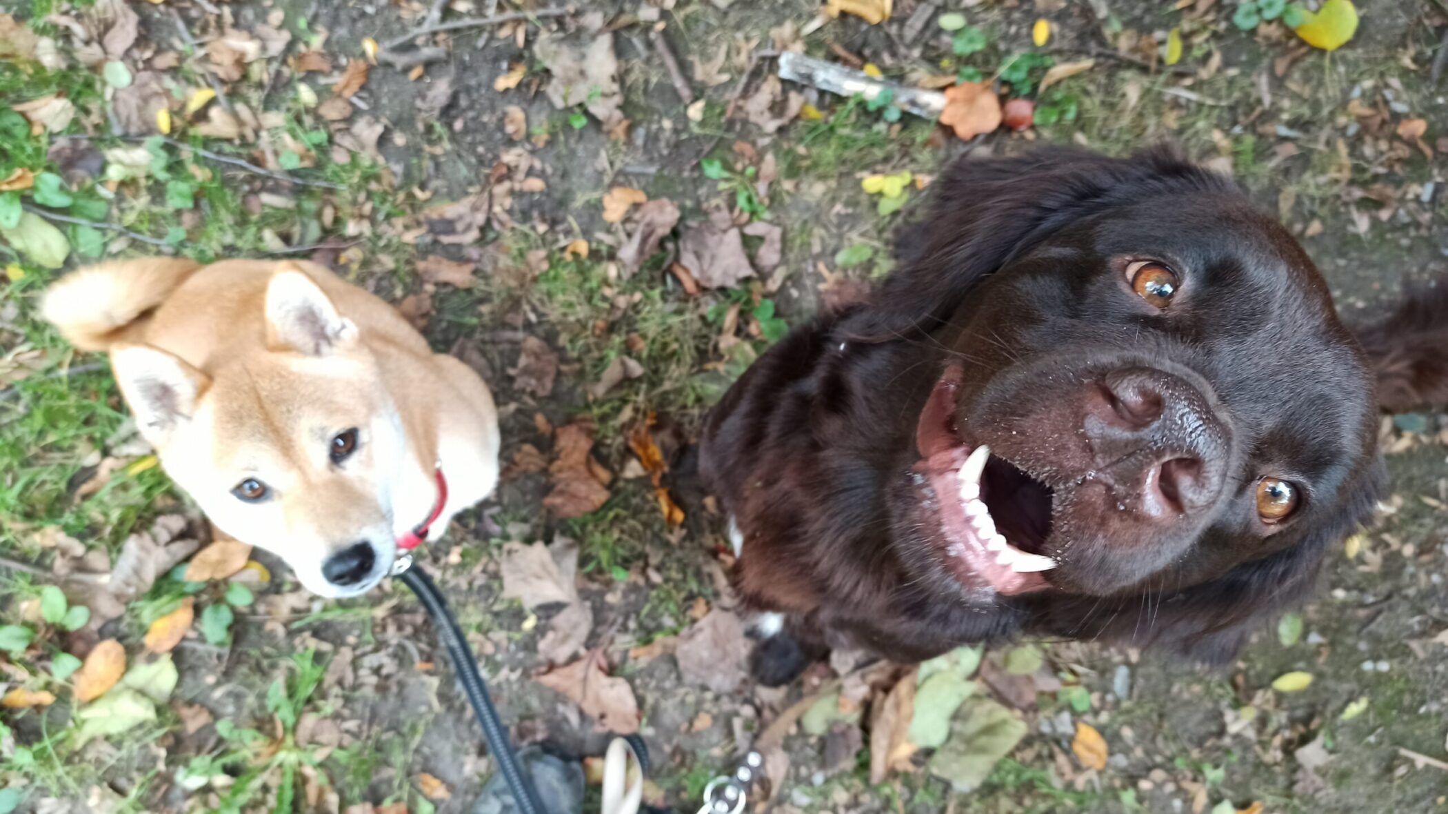 Du betrachtest gerade Du willst diesmal alles richtig machen? – Über Perfektion im Hundetraining